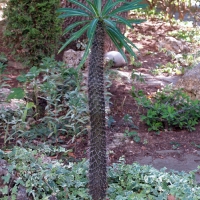 Пальма-кактус