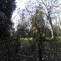 Зимний Никитский ботанический сад