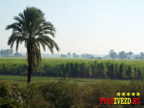 Сахарный тростник в Египте