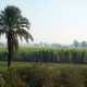 Сахарный тростник в Египте