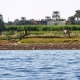 Верблюды у Нила
