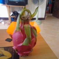 Драконий фрукт
