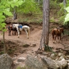 Лошади у горной реки
