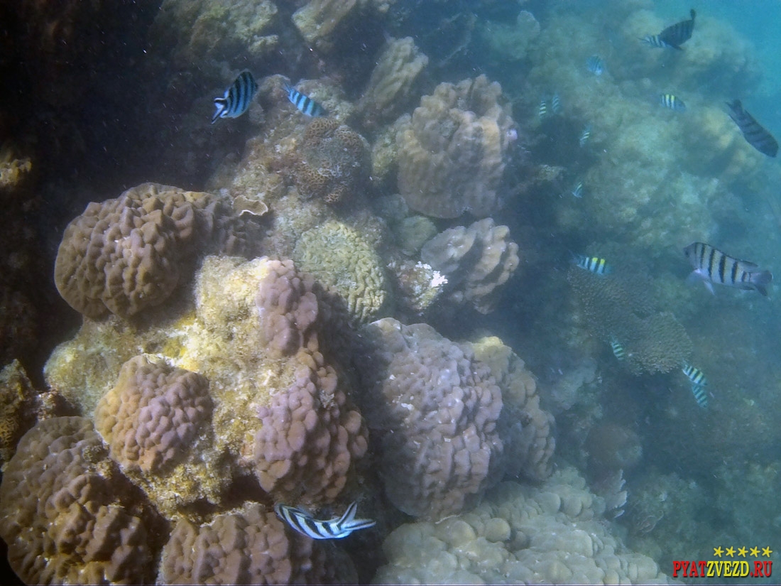 Подводная жизнь Сиамского залива