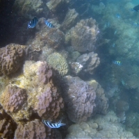 Подводная жизнь Сиамского залива