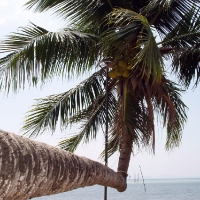 Горизонтальная пальма