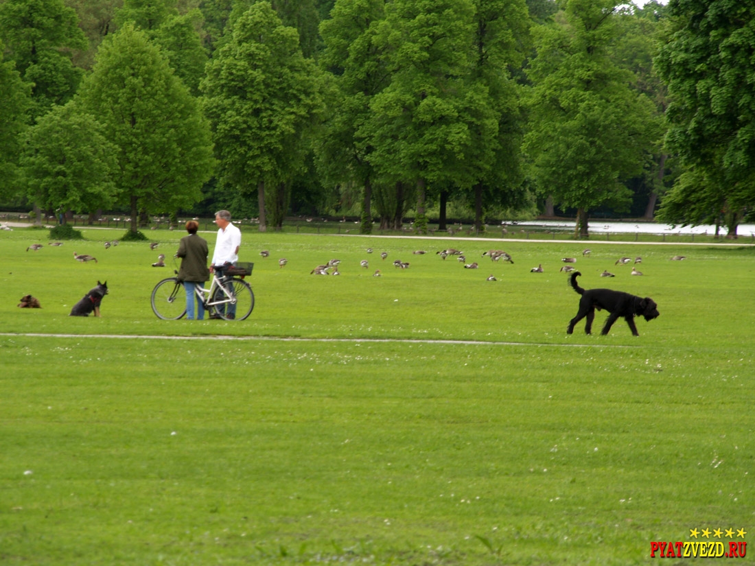 Немцы гуляют с собаками