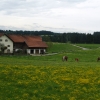 Коровы в Баварии