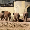 Слоны в Хеллабрун