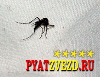 Вид комара переносящий лихорадку Денге