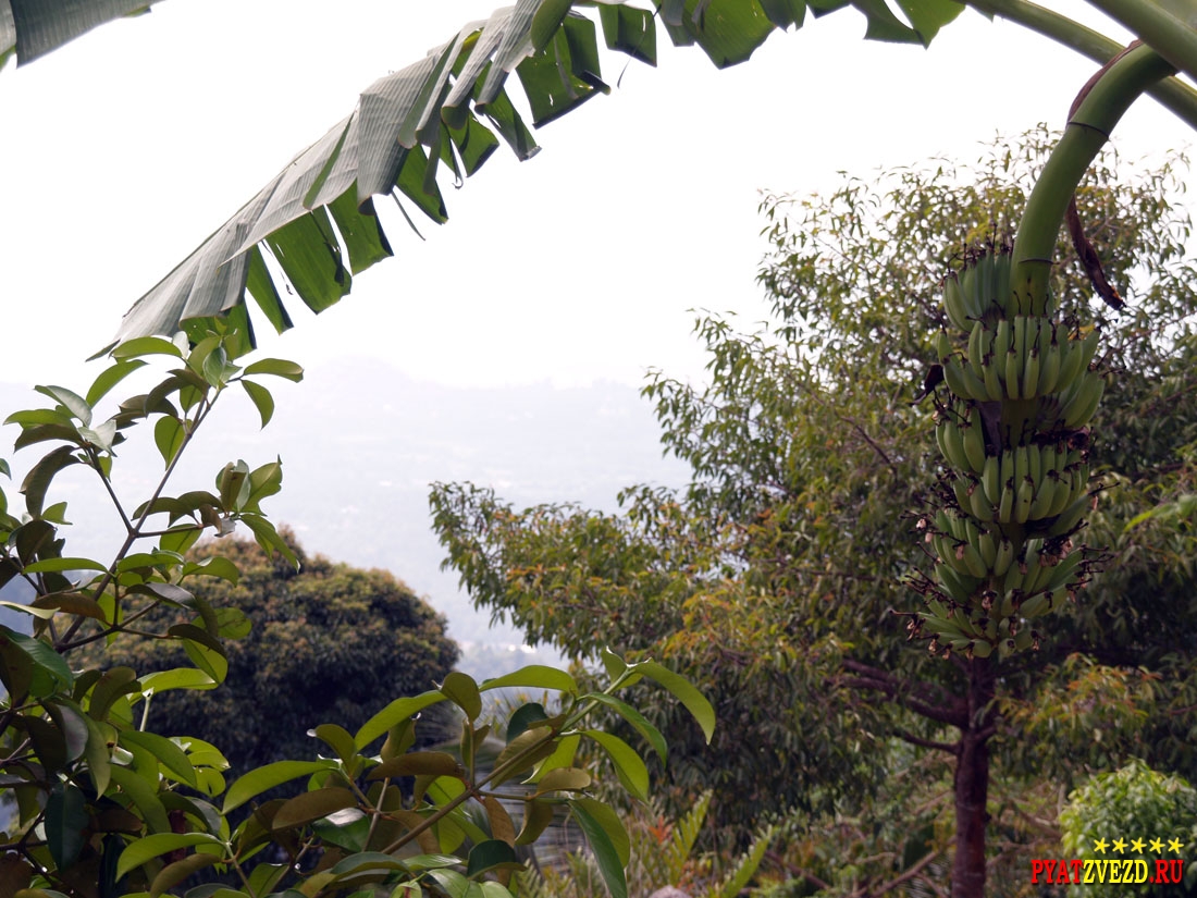 Бананы прямо в джунглях