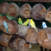 Домики для попугаев из кокоса