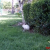 Кролики на траве отеля