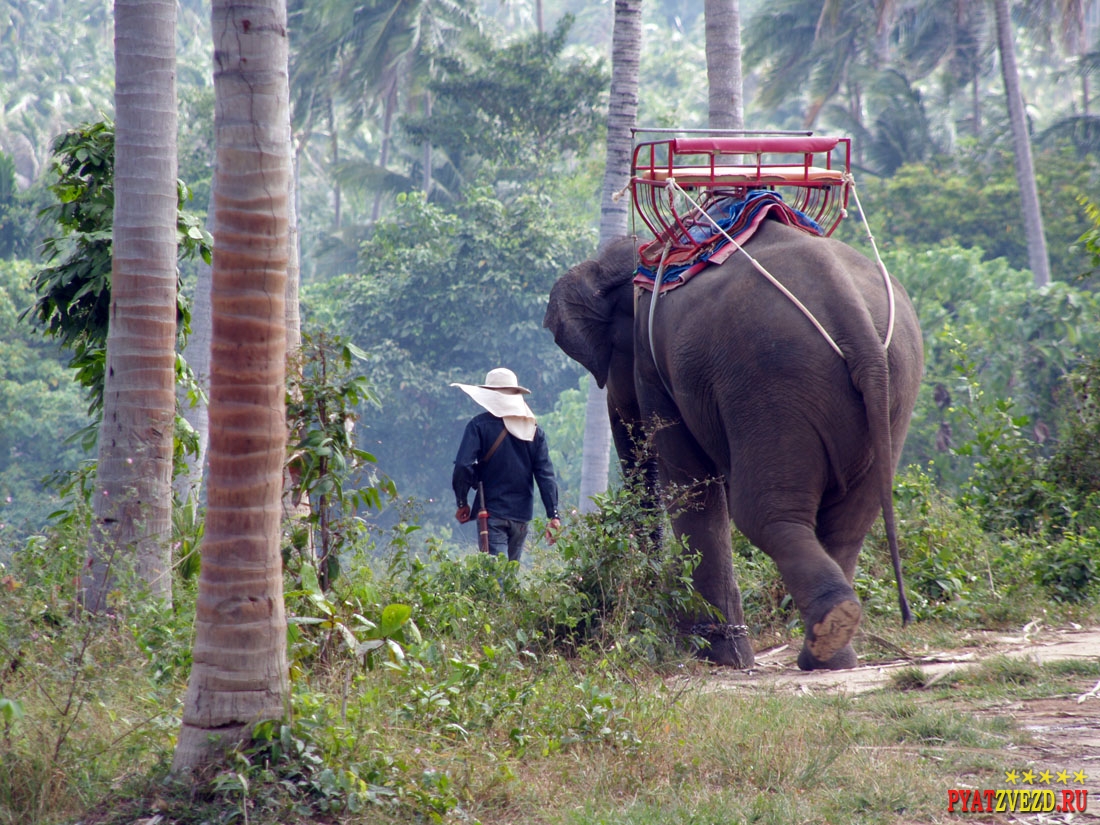 Катание на слонах в джунглях