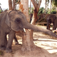 Кормление слонов