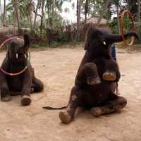 Слоны умеют сидеть