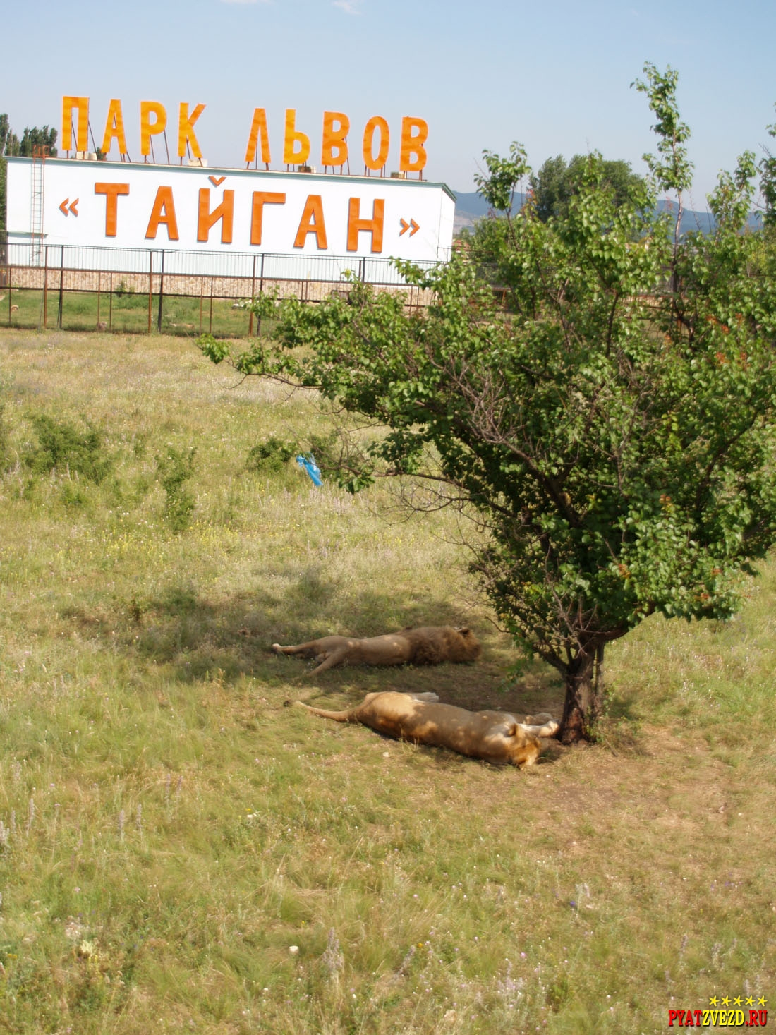 Сафари парк львов Тайган