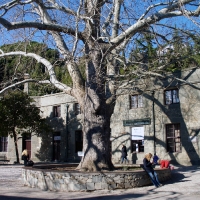 Дерево, существовавшее еще до строительства дворца