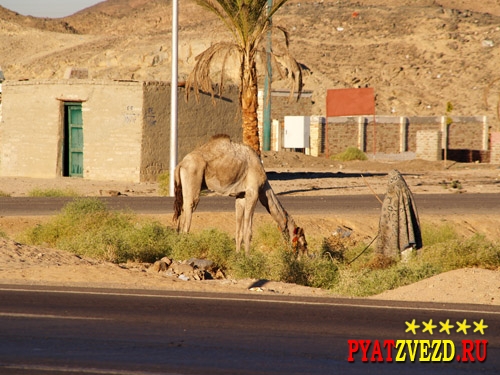 Верблюды в Сахаре