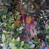 Джекфрут на дереве