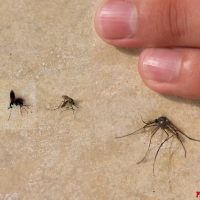 Разные комары на фоне руки