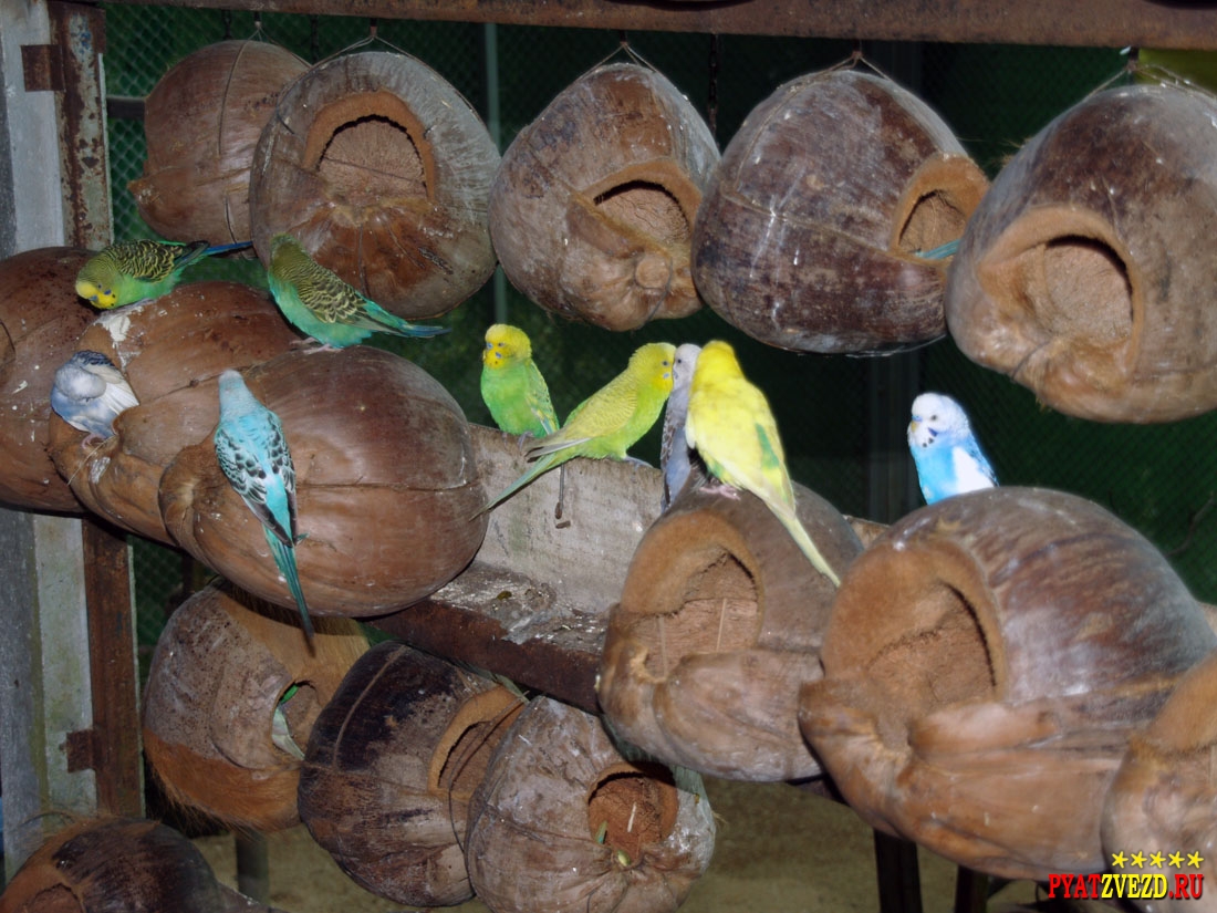 Домики для попугаев из кокоса