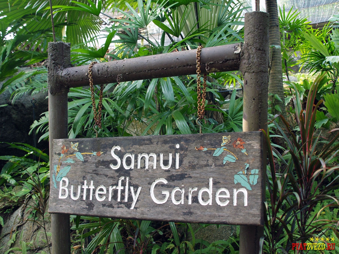 Samui Butterfly Garden