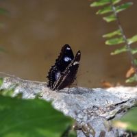 Бабочка из Таиланда