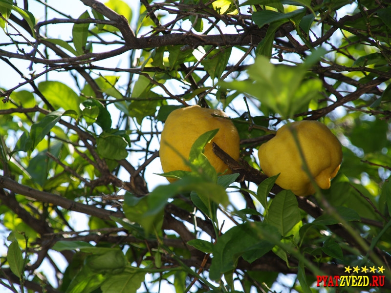 Гигантские лимоны