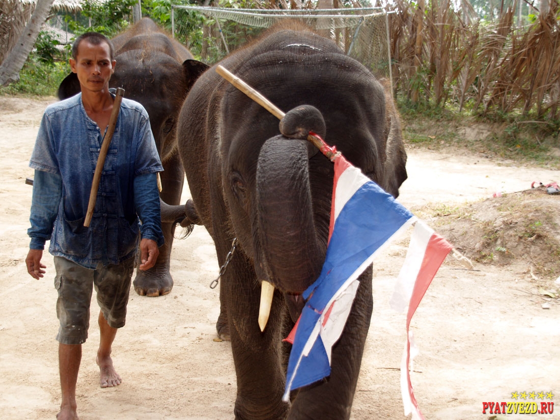 Слоны и флаг Таиланда