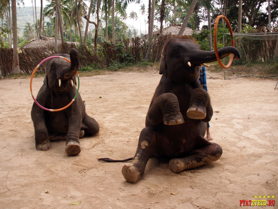 Слоны умеют сидеть