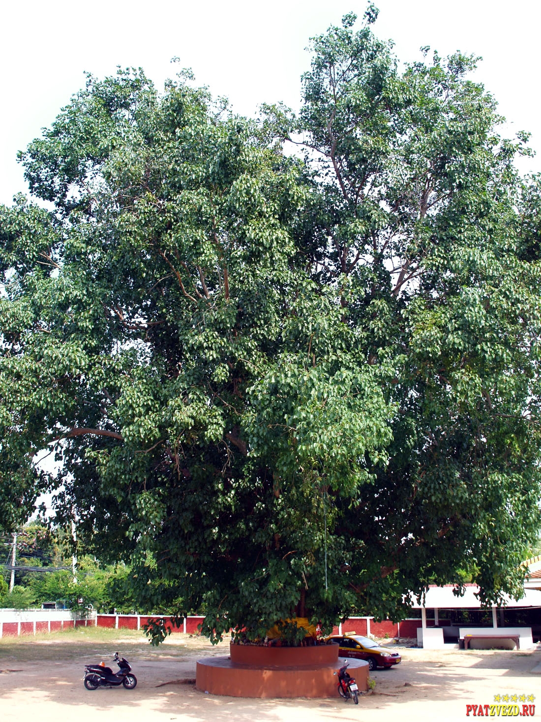 Дерево духов в храме